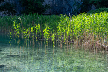 Reeds in the water of a lake