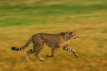 Cheetah Running Across the Grassland