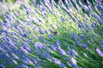 Hawk-moth butterfly on lavender blossom