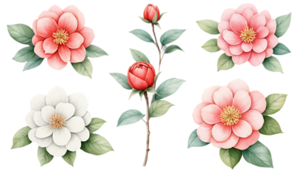 set of pink flowers .bouquet of flowers. Watercolor flower with green leaves. floral frame and background. flower border illustration set. Watercolor floral. PNG