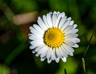 Obraz premium Close-up of a white daisy