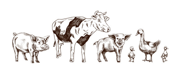 Hand drawn vintage sketch of farm animals including pigs, cow, goose and ducksin rustic engraved style for agriculture design
