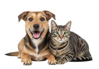 Dog and cat cut out