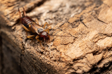 Close-up macro of earwig insect sitting on wooden log outdoors, detailed nature wildlife shot