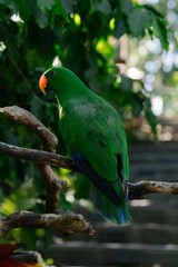 Green Lorikeet Perched on Tree Branch in Tropical Forest