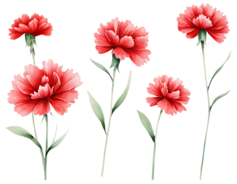 red and white flowers .bouquet of flowers. Watercolor flower with green leaves. floral frame and background. flower border illustration set. Watercolor floral. PNG