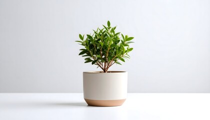 Fototapeta premium A small green myrtle houseplant in a modern ceramic pot sits on a white table against a neutral background, embodying minimalist home decor.