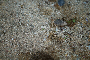 hermit crab on the baech 