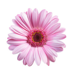 Close-up of a single, vibrant pink gerbera daisy (2)