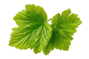 Close-up of vibrant green leaves