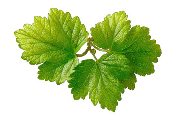 Close-up of vibrant green leaves, textured,  with scalloped edges,  isolated against black