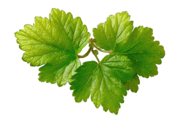 Close-up of vibrant green leaves, textured,  with scalloped edges,  isolated against black