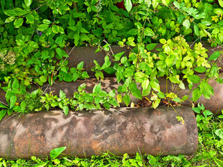 Plants and greenery grow over rusty pipes in a garden during the summer season
