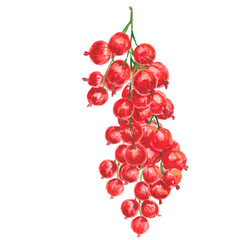 A sprig of red currant. Watercolor hand drawn bunches of red currants isolated on a white background. Dessert menu, product label, juice, jam, eco farmers market, cookbook, harvesting, gardening