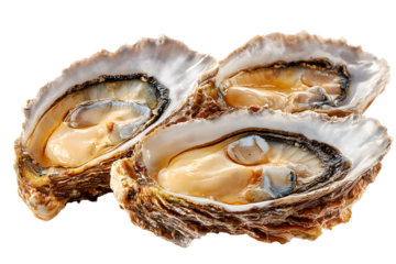 Three open oysters with their meat exposed, isolated on a white transparent, png, background, great for seafood themes