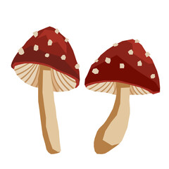Fly agaric is a mushroom with red cap and white dots