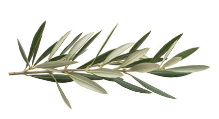 Fototapeta premium Olive Branch Leaves Sway Gently: Transparent Background