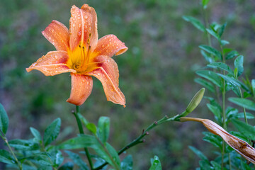 Orange daylily flower with raindrops in Polish garden