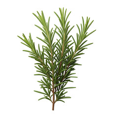 Fototapeta premium Fresh Rosemary Sprig on Transparent Background