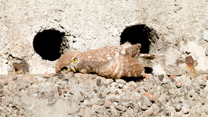 dead fish on the beach