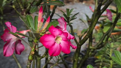 Pink desert rose flowers and buds with water droplets