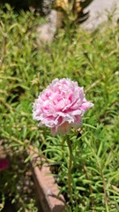 Beautiful Portulaca flower.