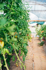 Tomatoes ripening on a stem in a greenhouse, an industrial greenhouse for growing tomatoes.Juicy green bushes. Organic vegetables.Agricultural industry.