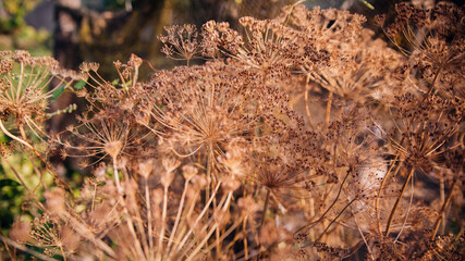 A dill stalk with seeds in the garden, a close-up with seeds. Dry ripe dill seeds.