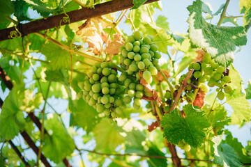 Bunches of ripe grapes for wine production in vineyards. Large brushes of white grapes are hanging in the garden. Bright sunny day. Natural background.