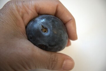 Single plum in hand close up with white background and copy space