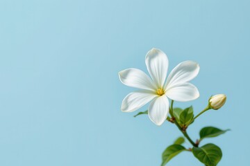 Obraz premium Delicate white flower with a closed bud on a green stem against a soft blue background