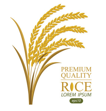 Rice. Logo design template vector illustration.