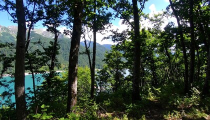 Lush forest canopy with a view of a turquoise lake and mountains.