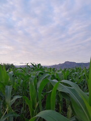 the corn field in indonesia