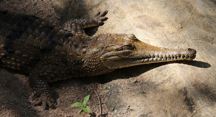 Australien Krokodil - Australian freshwater crocodile