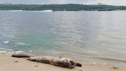 A large pike washed up on the shore lies on a sandy beach. Flies are crawling over its body. Summer day.
