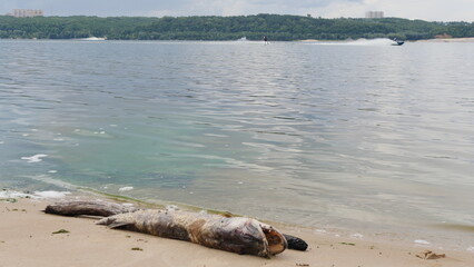 A dead pike washed up on the shore lies on a sandy beach. Flies are crawling over it. Summer day.