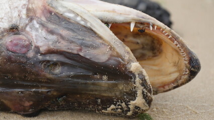 A dead toothy fish lies on the sand next to the water, covered in flies.