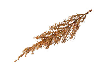 dried cypress branch isolated on white background.