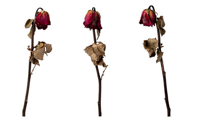 three wilted roses on white background