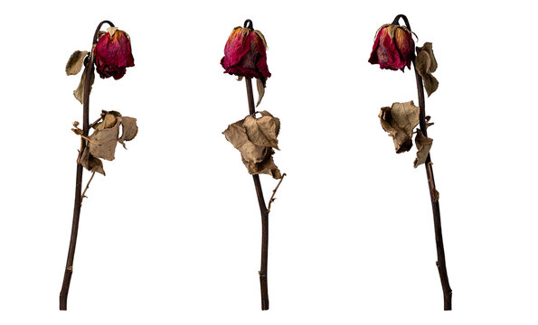 three wilted roses on white background