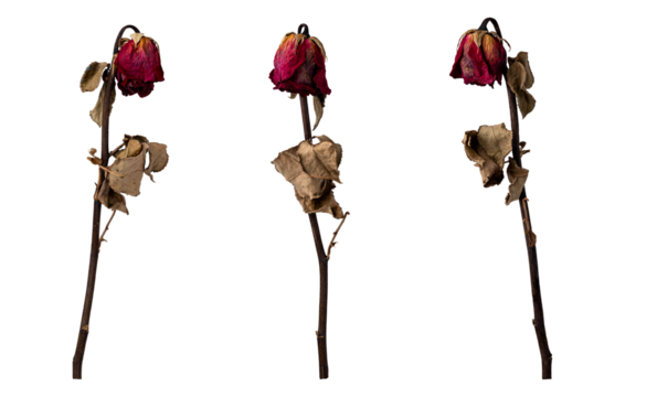 three wilted roses on white background