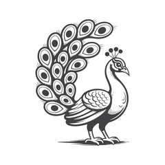 Fototapeta premium Elegant peacock displaying its ornate tail feathers bird fowl