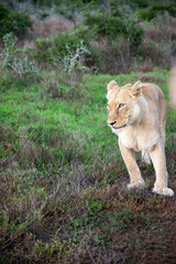 Fototapeta premium Safari encounter with African lioness in Eastern Cape wildlife reserve