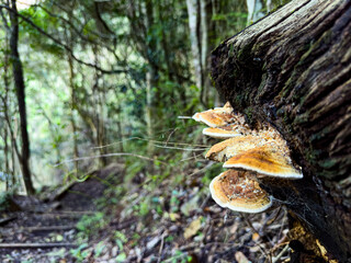 Mushrooms growing on rotten log in mountain forest