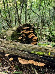Mushrooms growing on rotten log in mountain forest