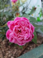 Delicate Pink Rose in Bloom