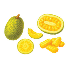 Jackfruit Bundle—Jackfruit, Half of Jackfruit, Slice of Jackfruit. Watercolor Illustration. Design Element. Clip art. Suitable for artwork design.