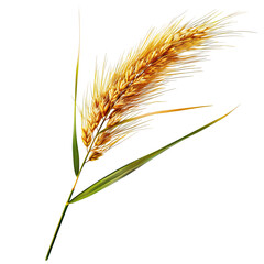 Golden wheat sprig, detailed illustration