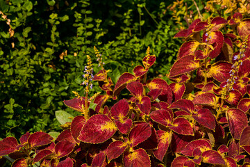 Landscaping. Red ornamental plant Coleus of the Lamiaceae family in sunny beam